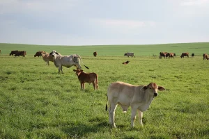 Cattle grazing summer pastures