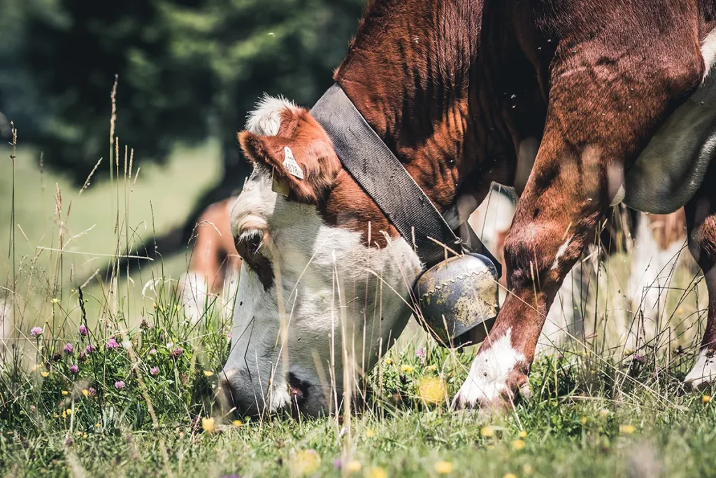 ANP – Tech Summer Feeding Strategies for Cows and Calves