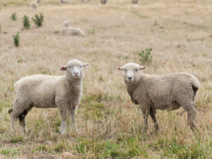 Lambs grazing weeds in paddock