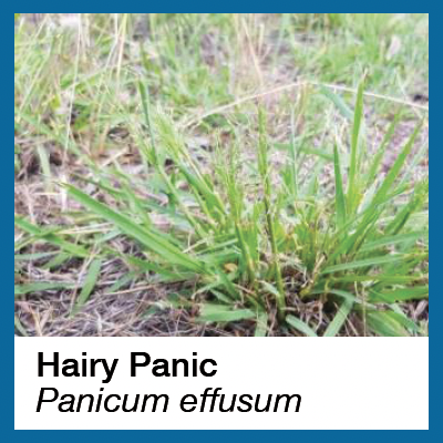Hairy Panic toxic weed in pasture