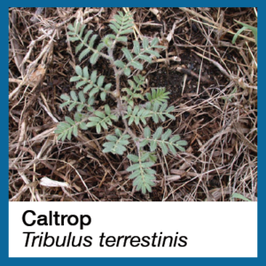 Caltrop toxic weed in pasture