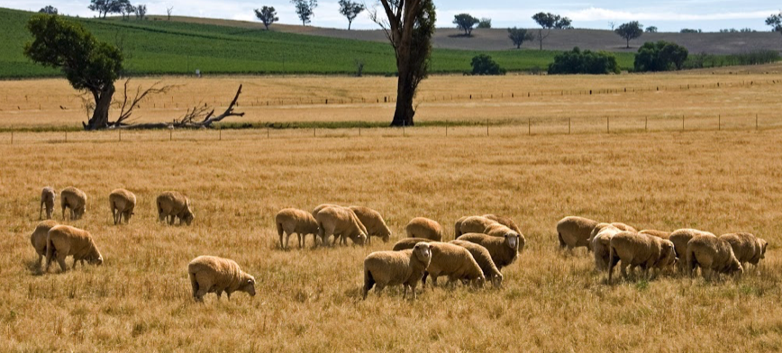 Sheep grazing dry feed