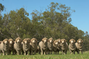 Ram Checks and Lameness