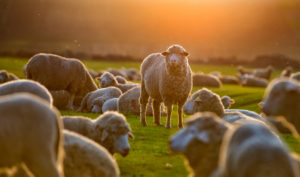 Healthy ewes produce healthy lambs