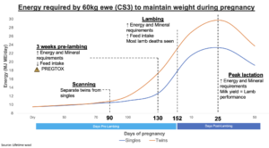 Line graph showing the energy requirements of single and twin bearing ewes at different stages of pregnancy.