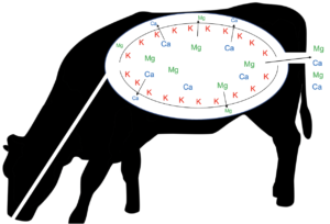 Interactions between Mg and K in the rumen