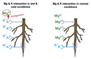 Interactions between Mg and K in the soil