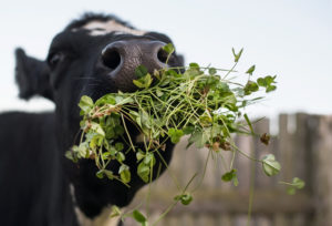 Cow eating clover
