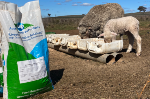 Lamb and Ewe enjoying StockMins-EweLamLac